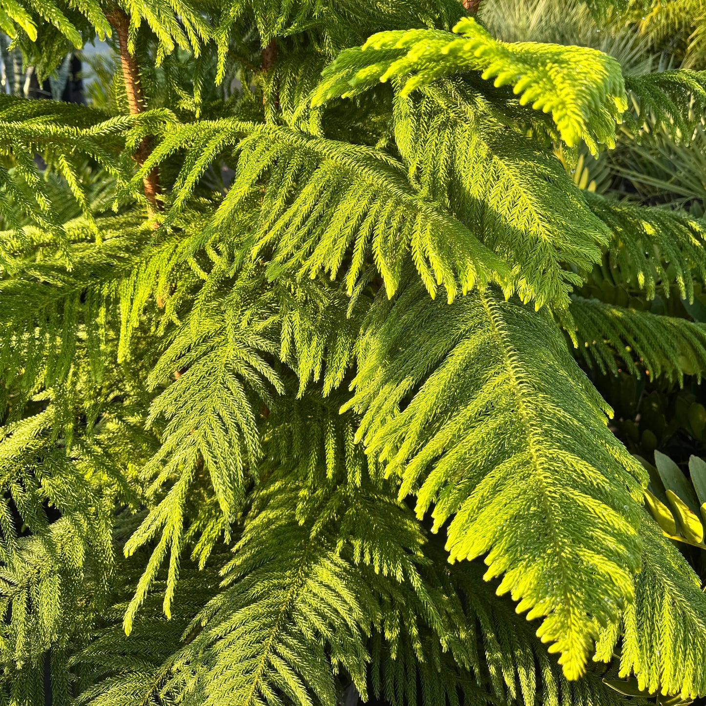 Norfolk Pine