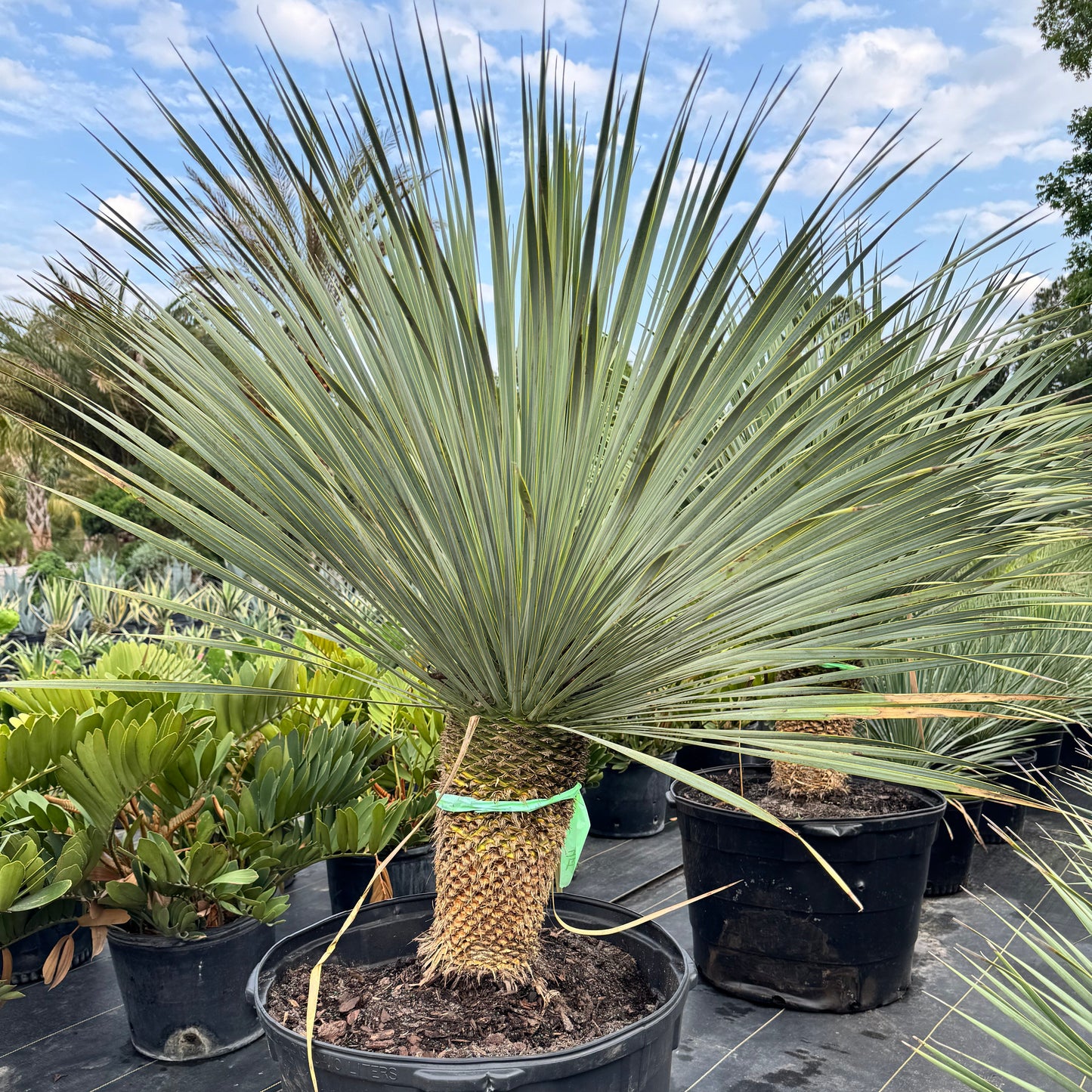 Yucca Palm