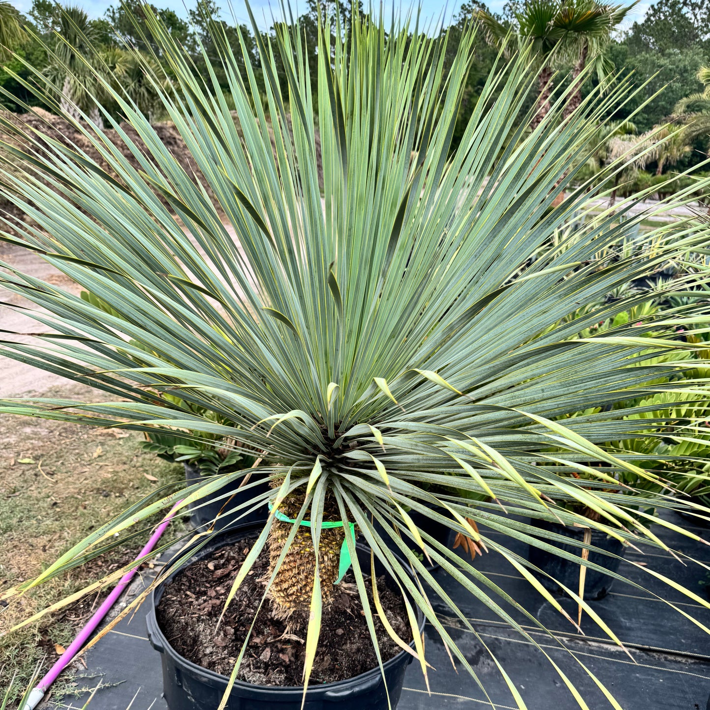 Yucca Palm
