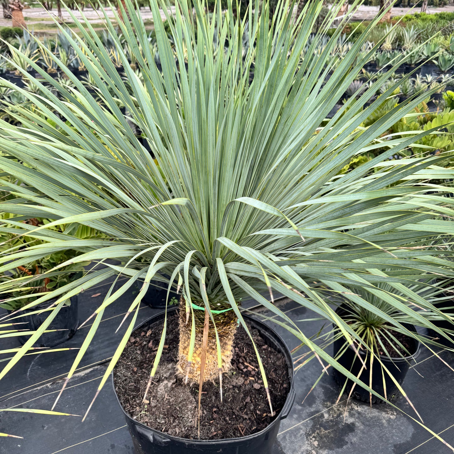 Yucca Palm