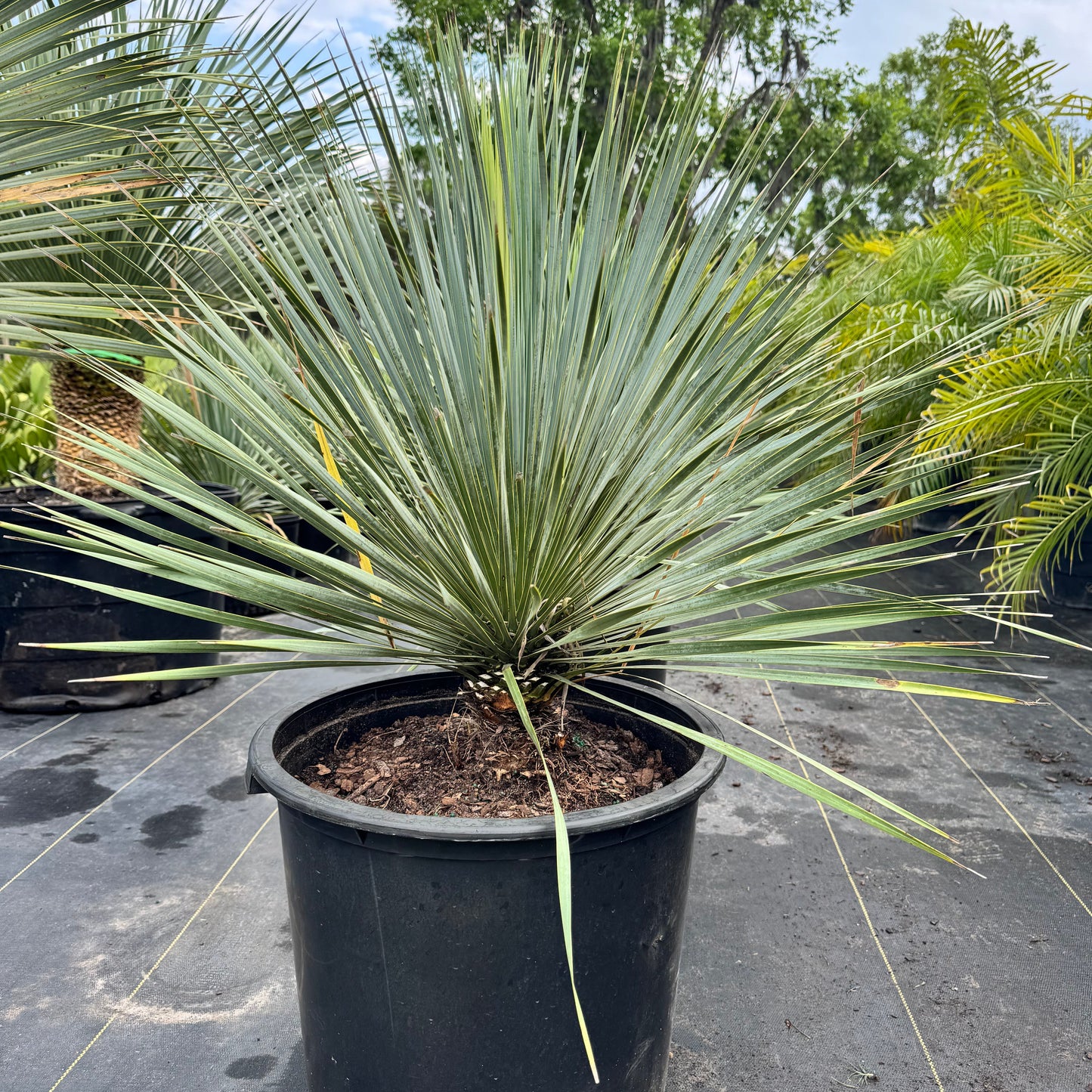 Yucca Palm