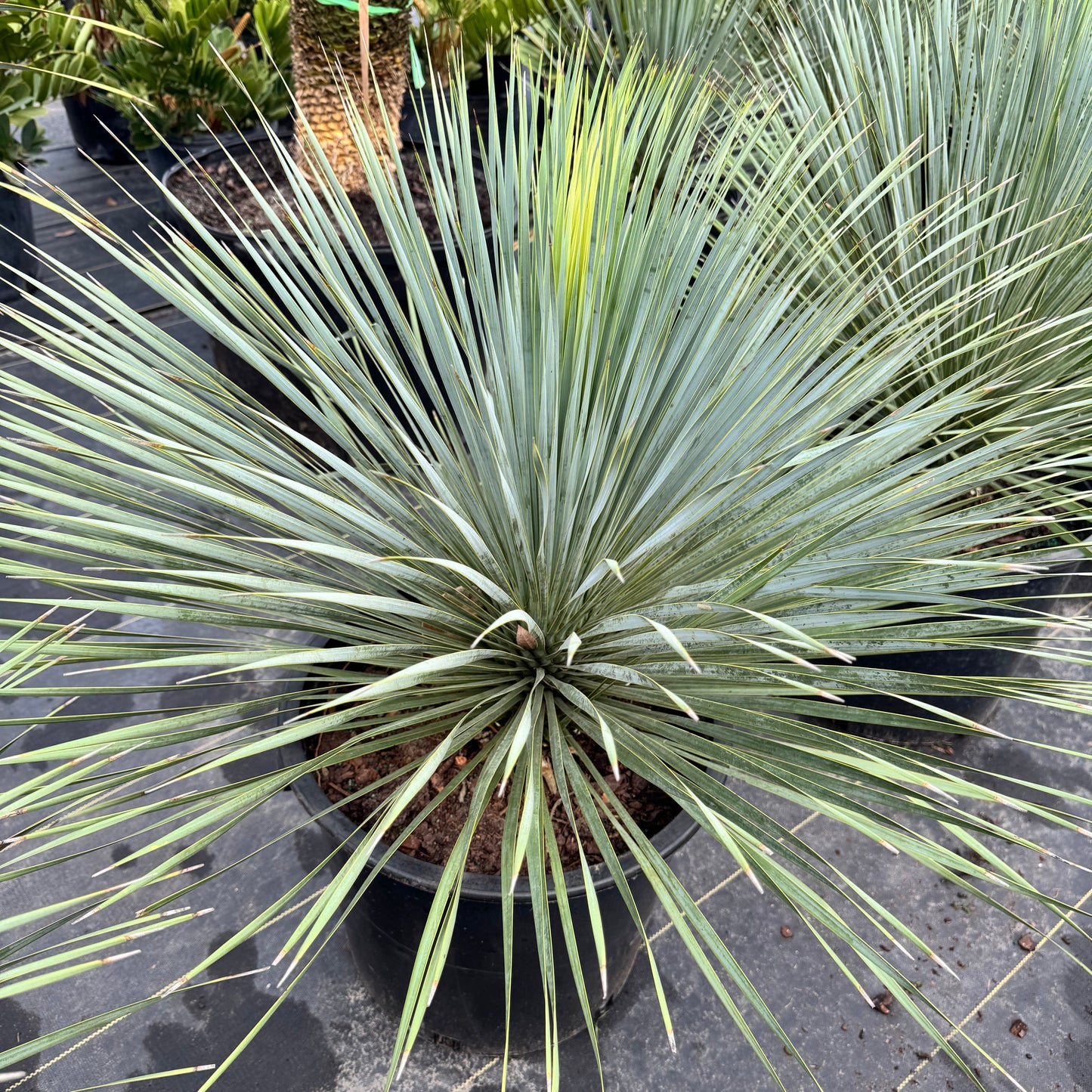 Yucca Palm