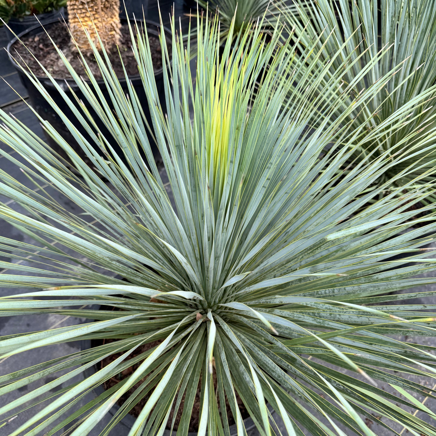 Yucca Palm