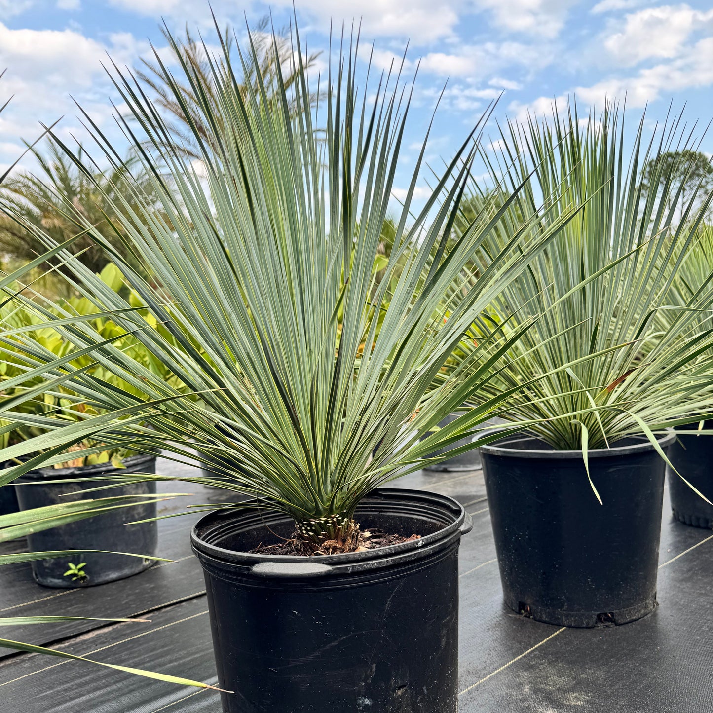 Yucca Palm
