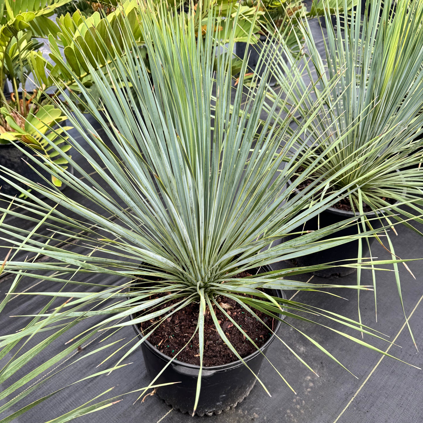 Yucca Palm