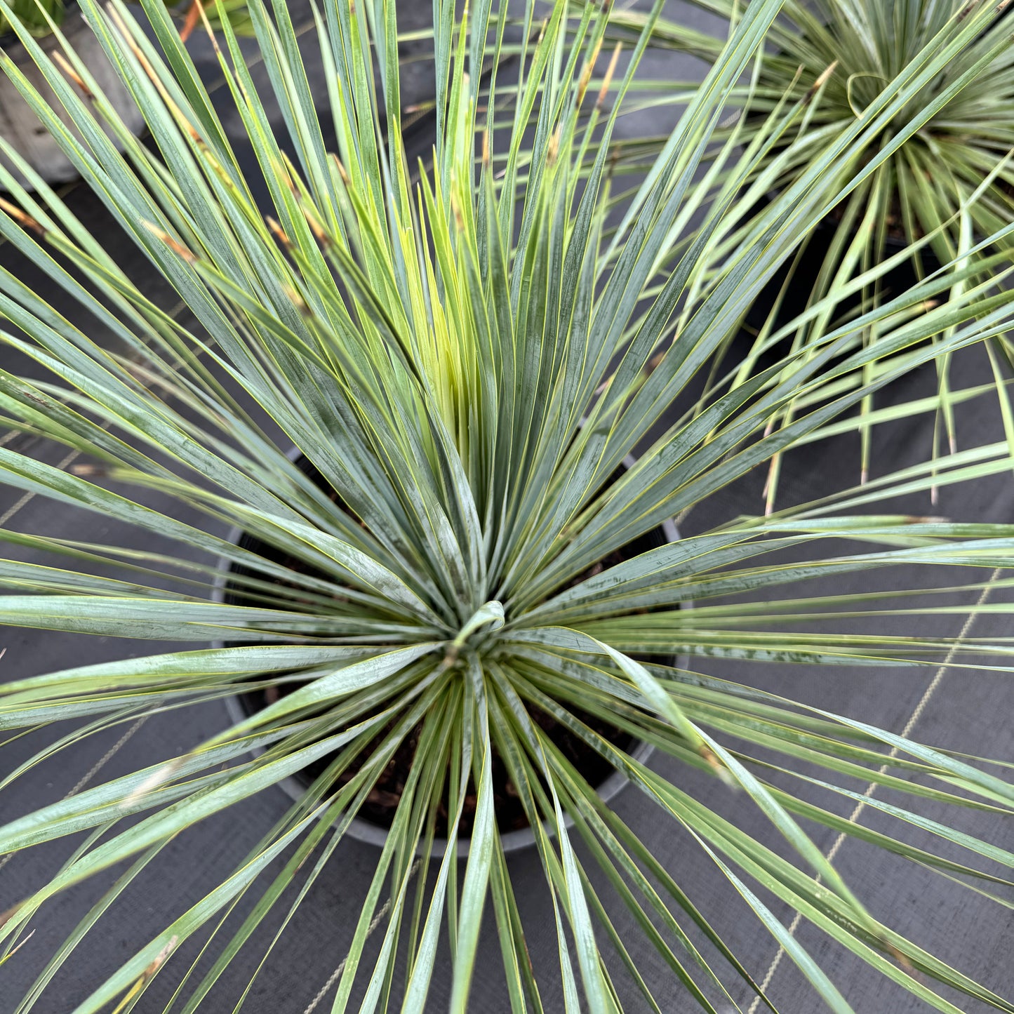 Yucca Palm