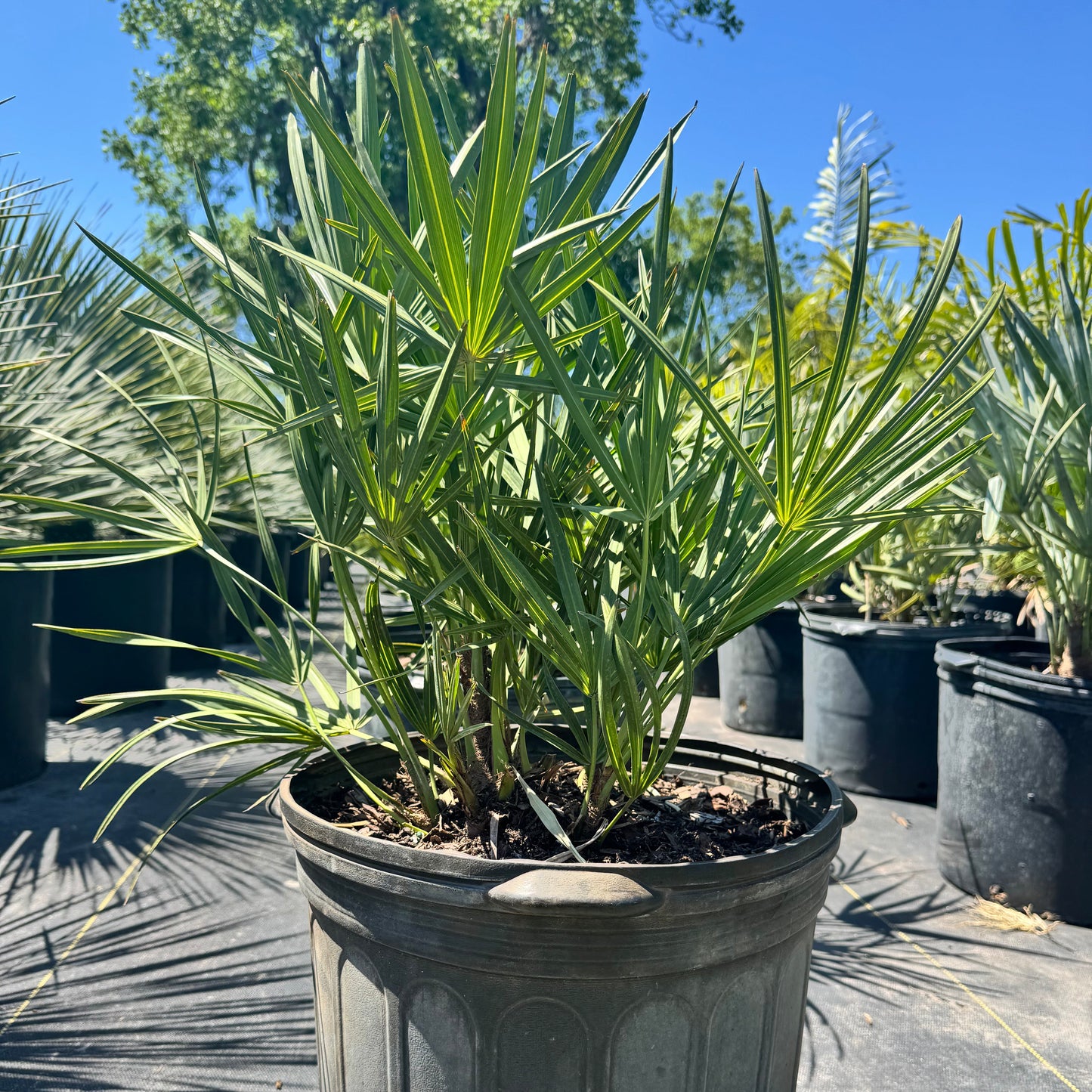 Green Saw Palmetto