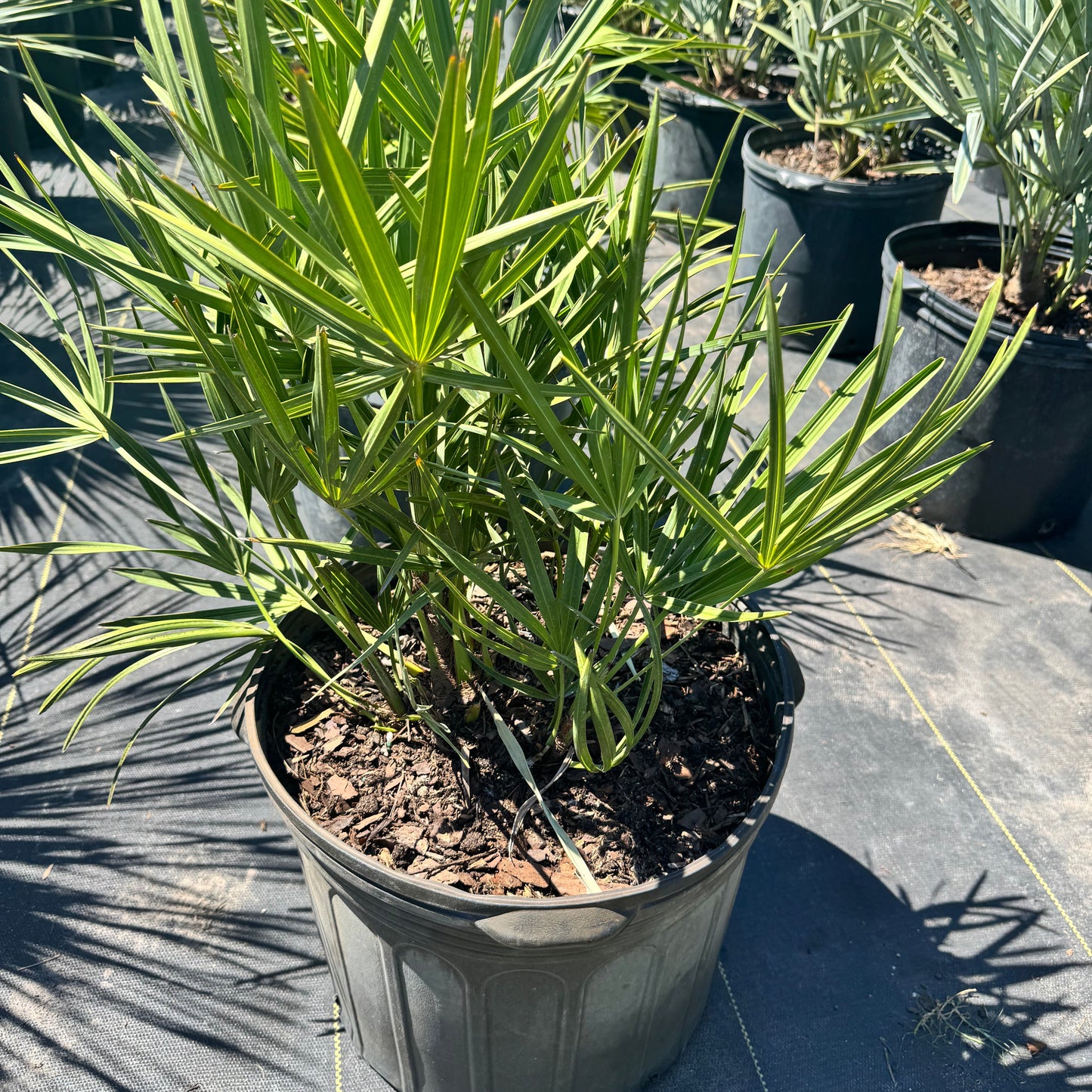 Green Saw Palmetto