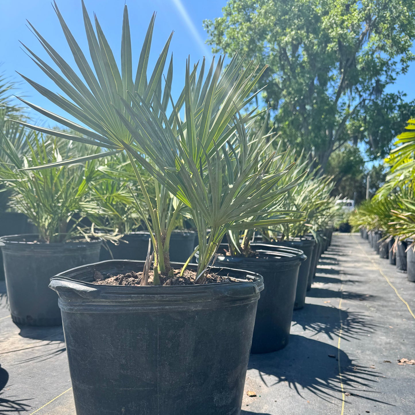 Hybrid Saw Palmetto Palm