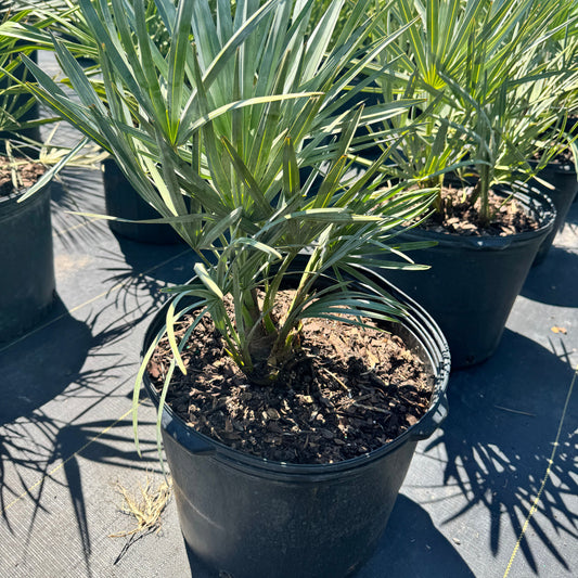 Hybrid Saw Palmetto Palm
