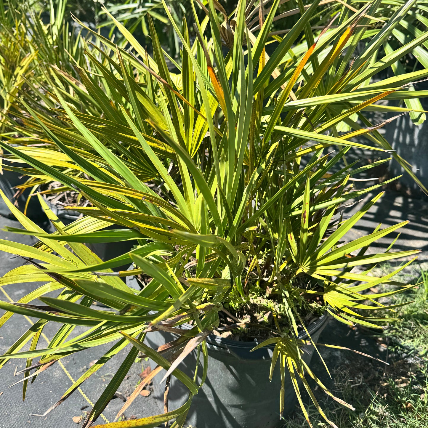 Perkins Silver Select Palm