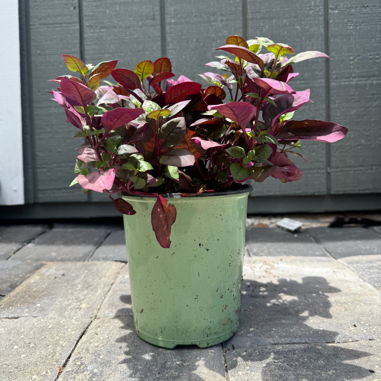 Alternanthera Purple Prince