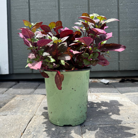 Alternanthera Purple Prince