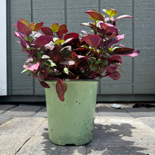 Alternanthera Purple Prince