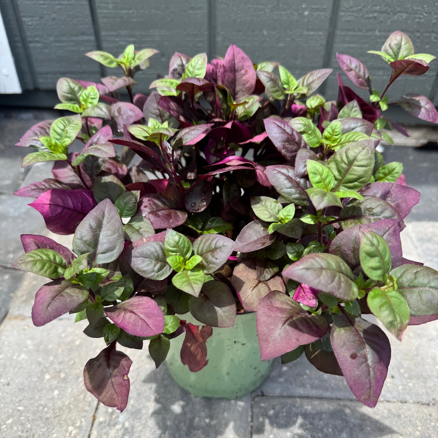 Alternanthera Purple Prince