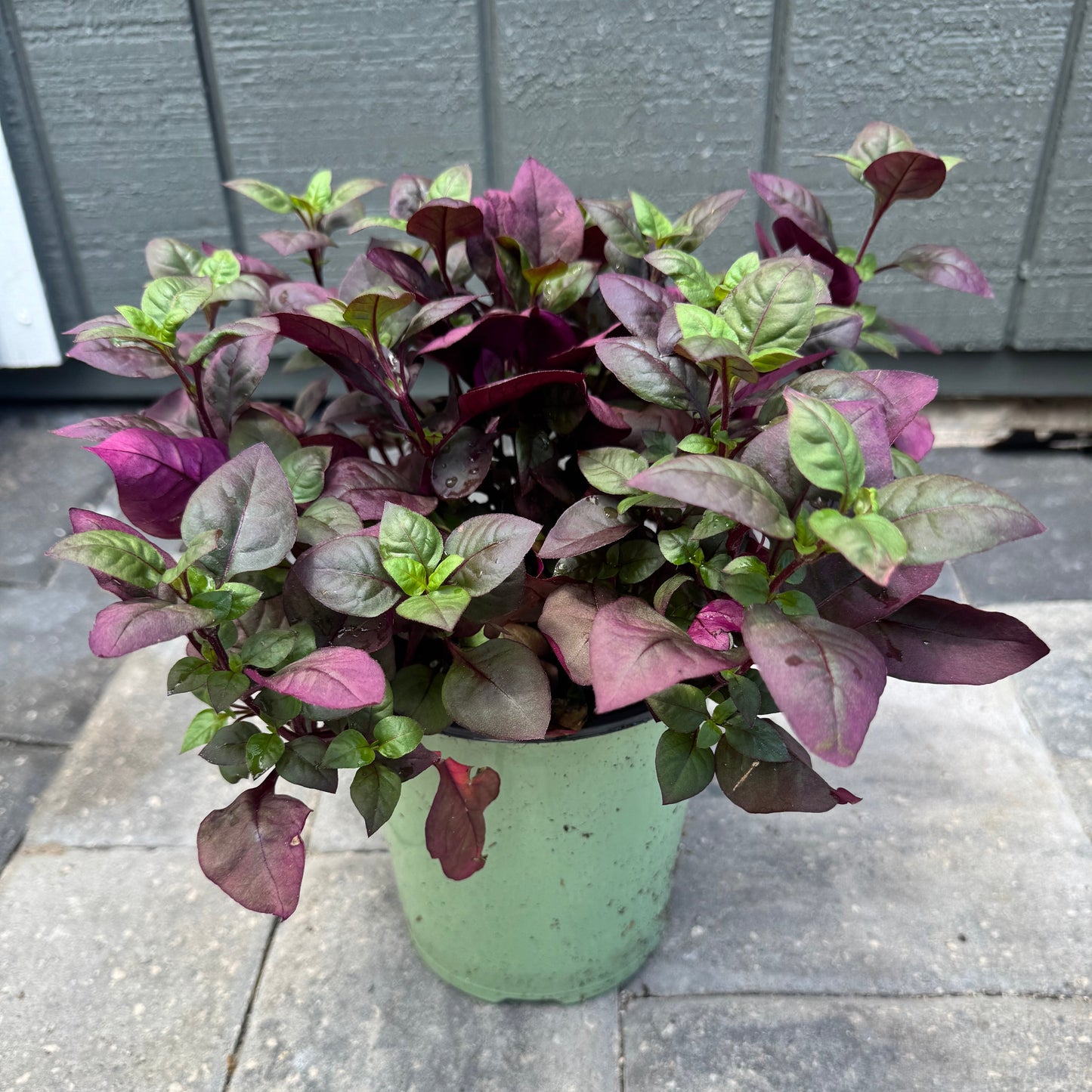 Alternanthera Purple Prince