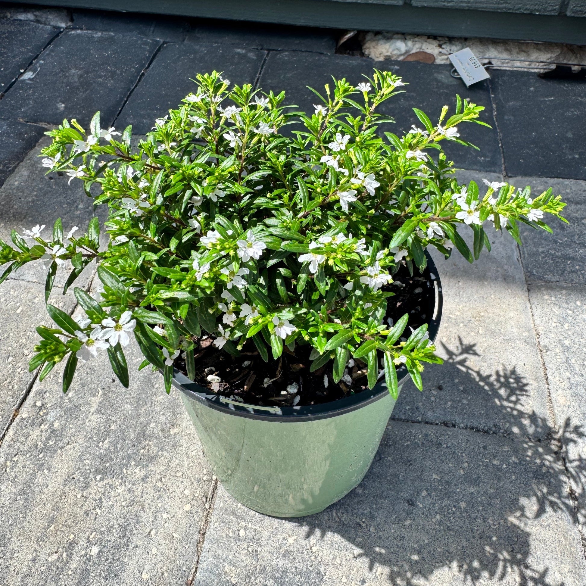 mexican heather house plant Mexican Heather – The Ranch