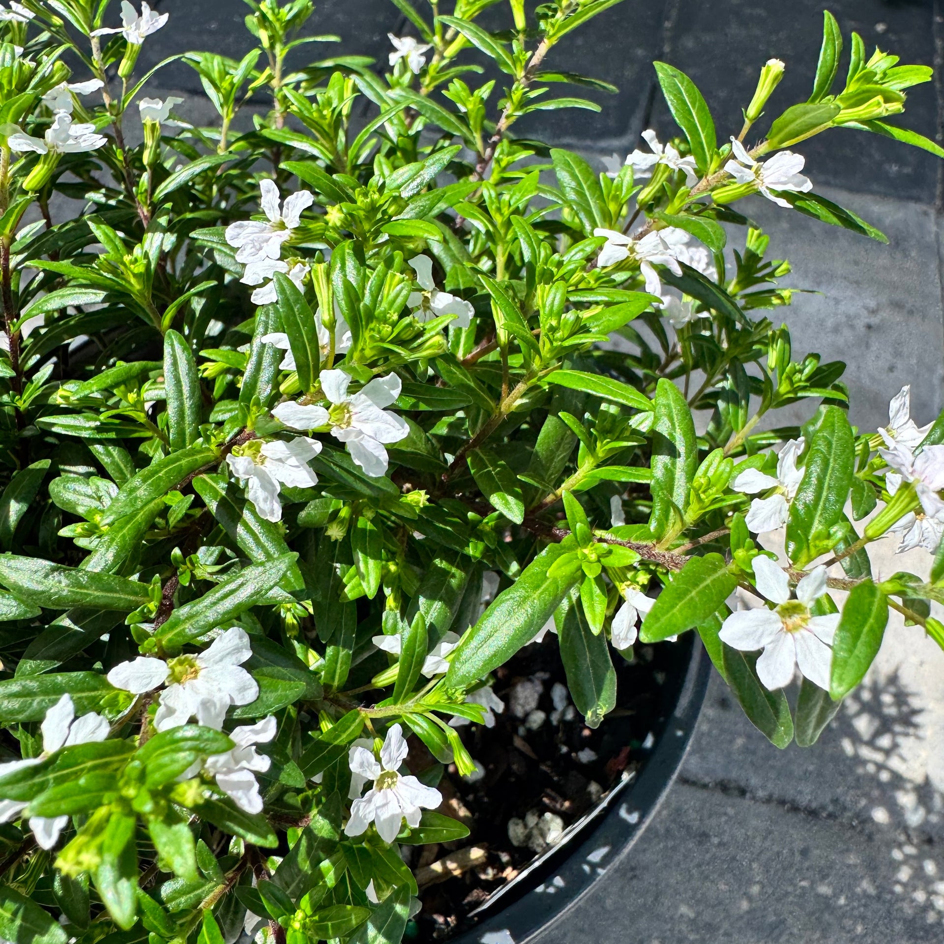 mexican heather house plant Mexican Heather – The Ranch
