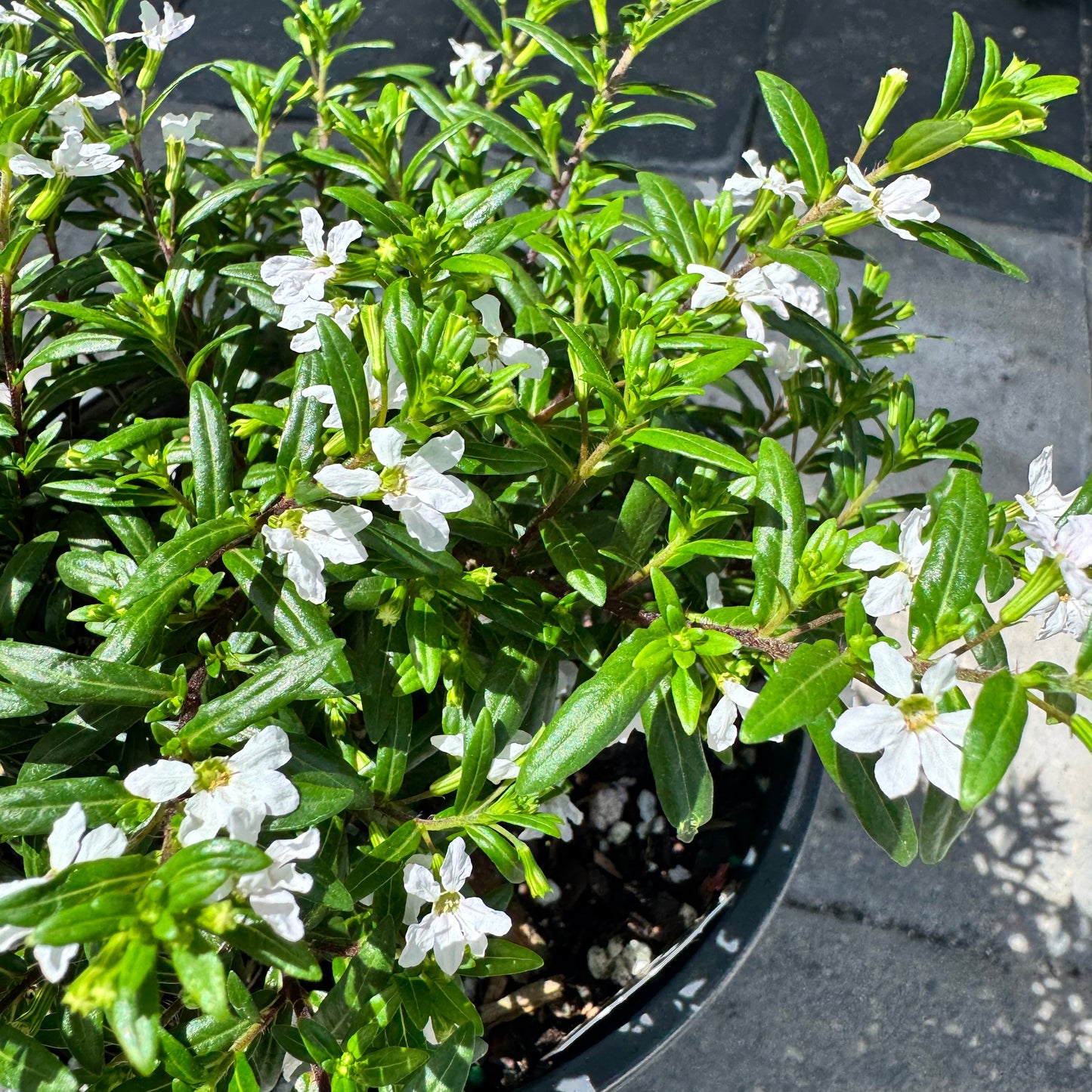 Mexican Heather