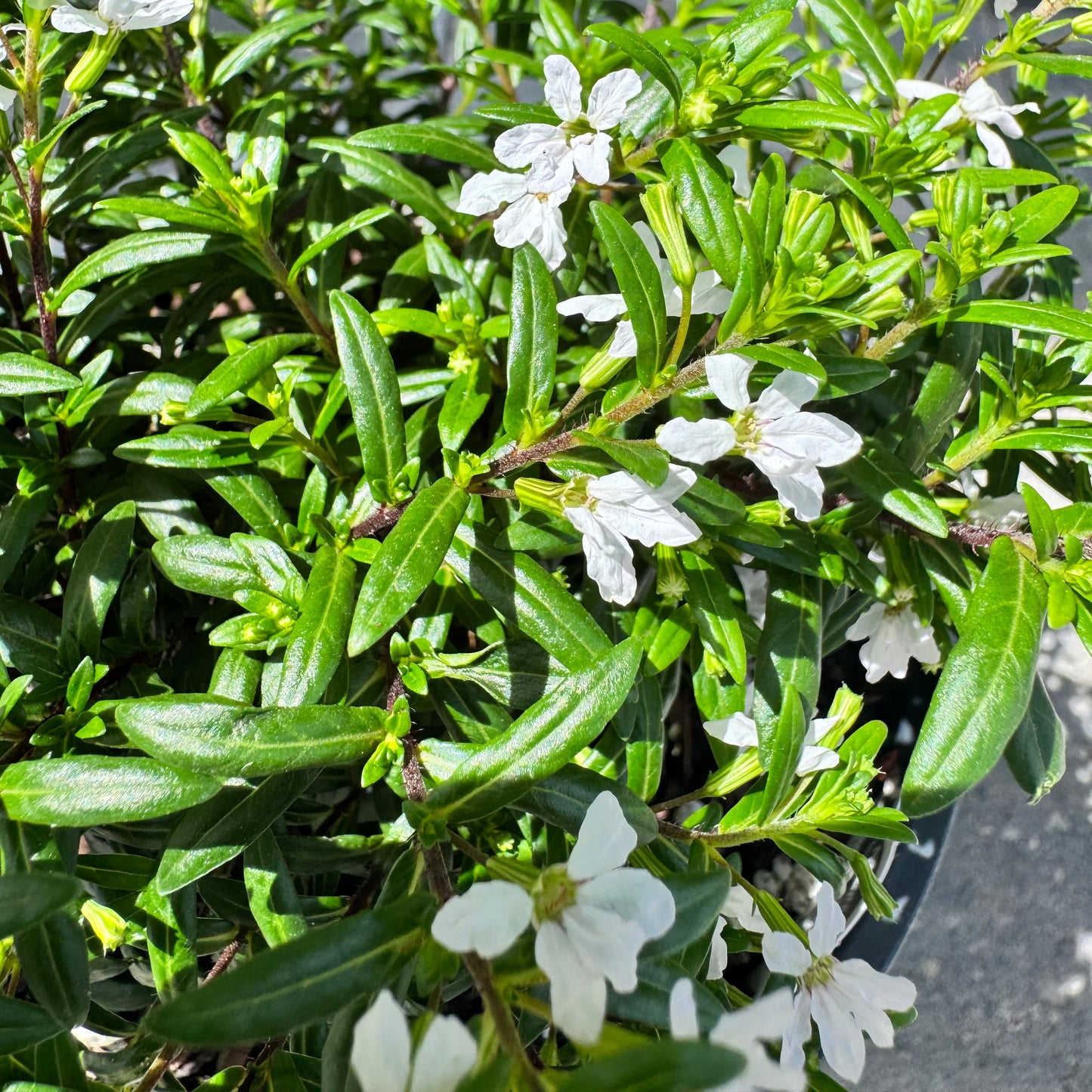 Mexican Heather