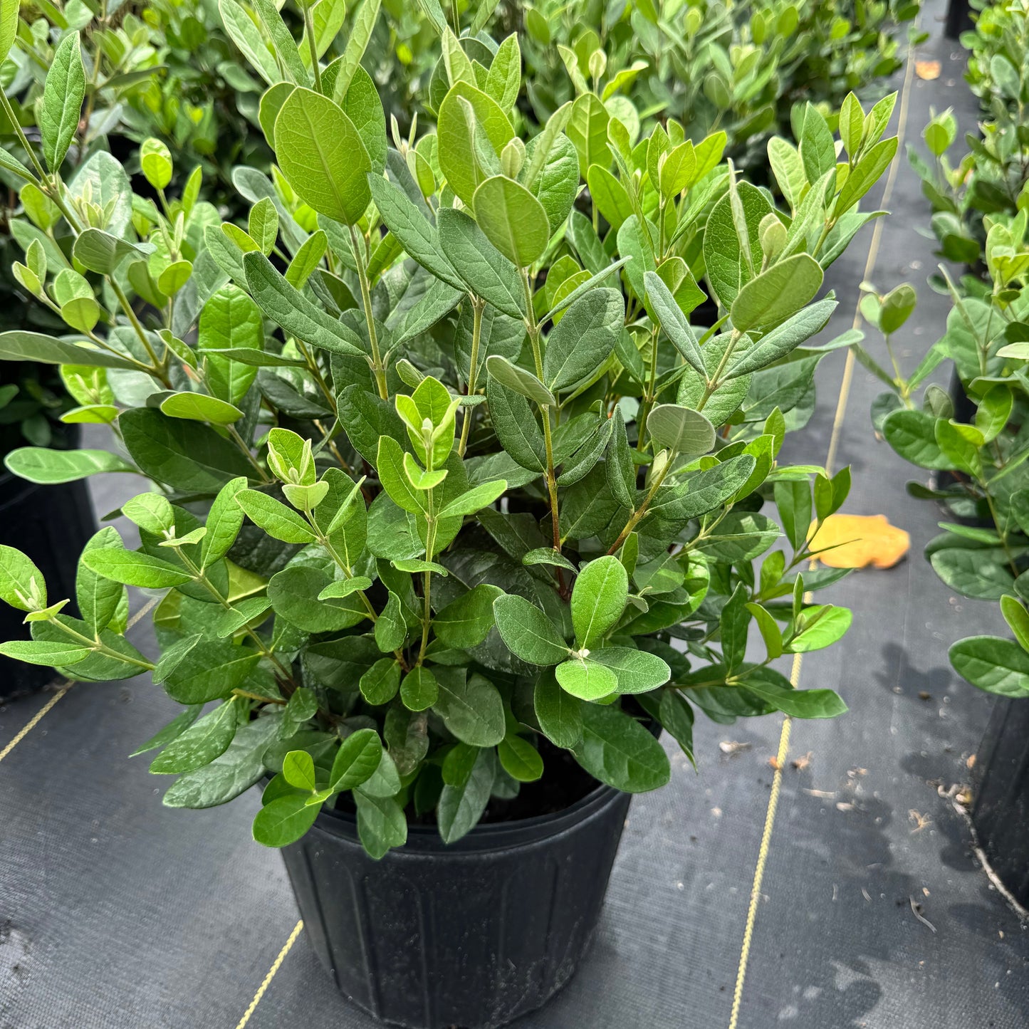 Pineapple Guava Feijoa