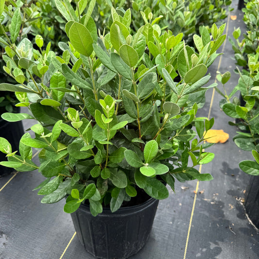Pineapple Guava Feijoa