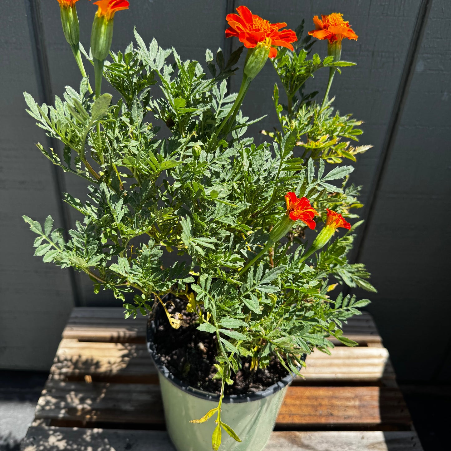 Marigolds