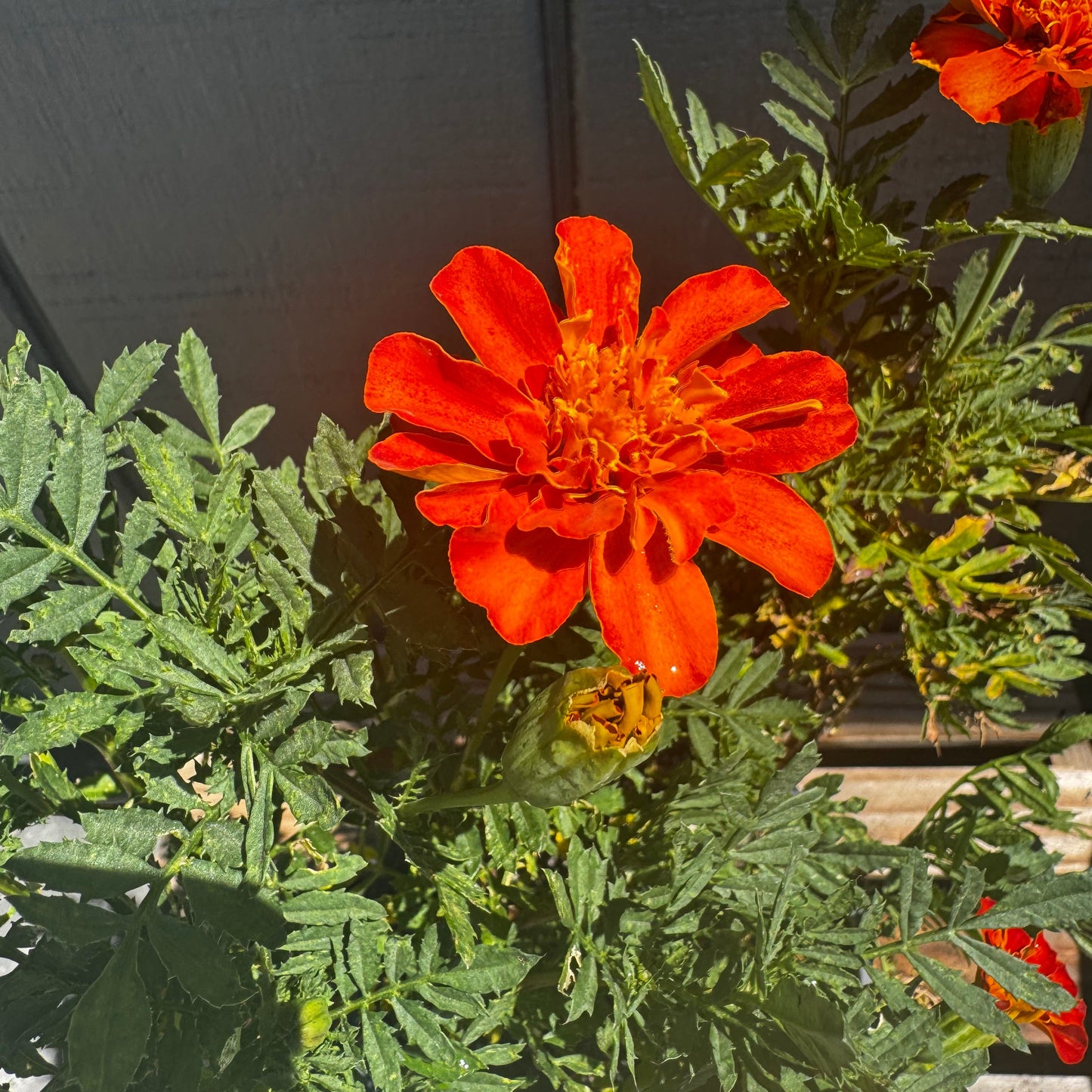 Marigolds