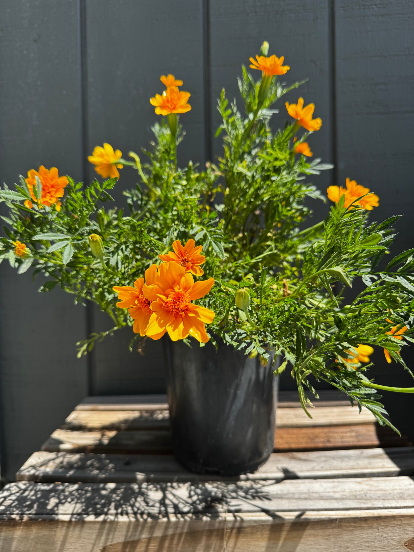 Marigolds