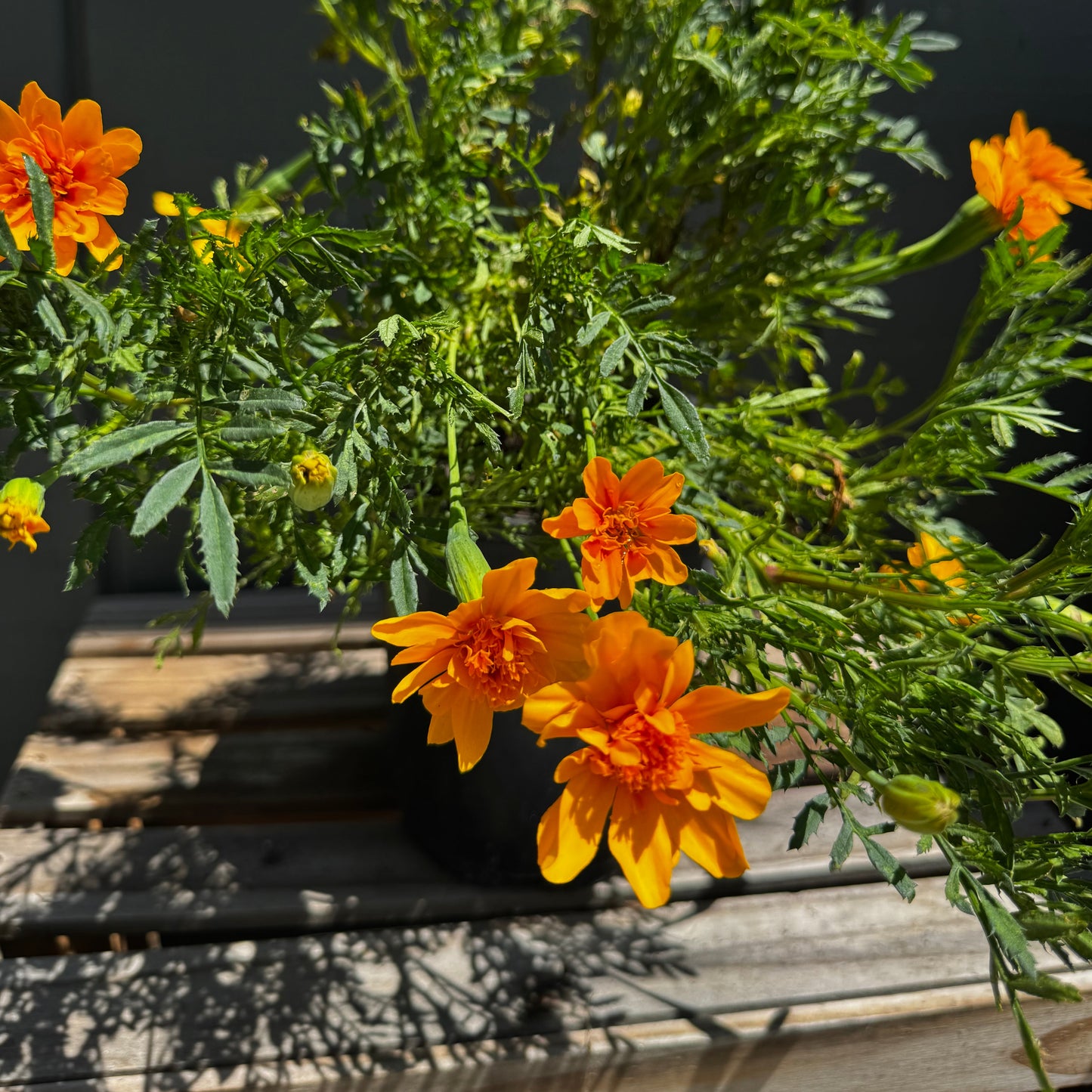 Marigolds
