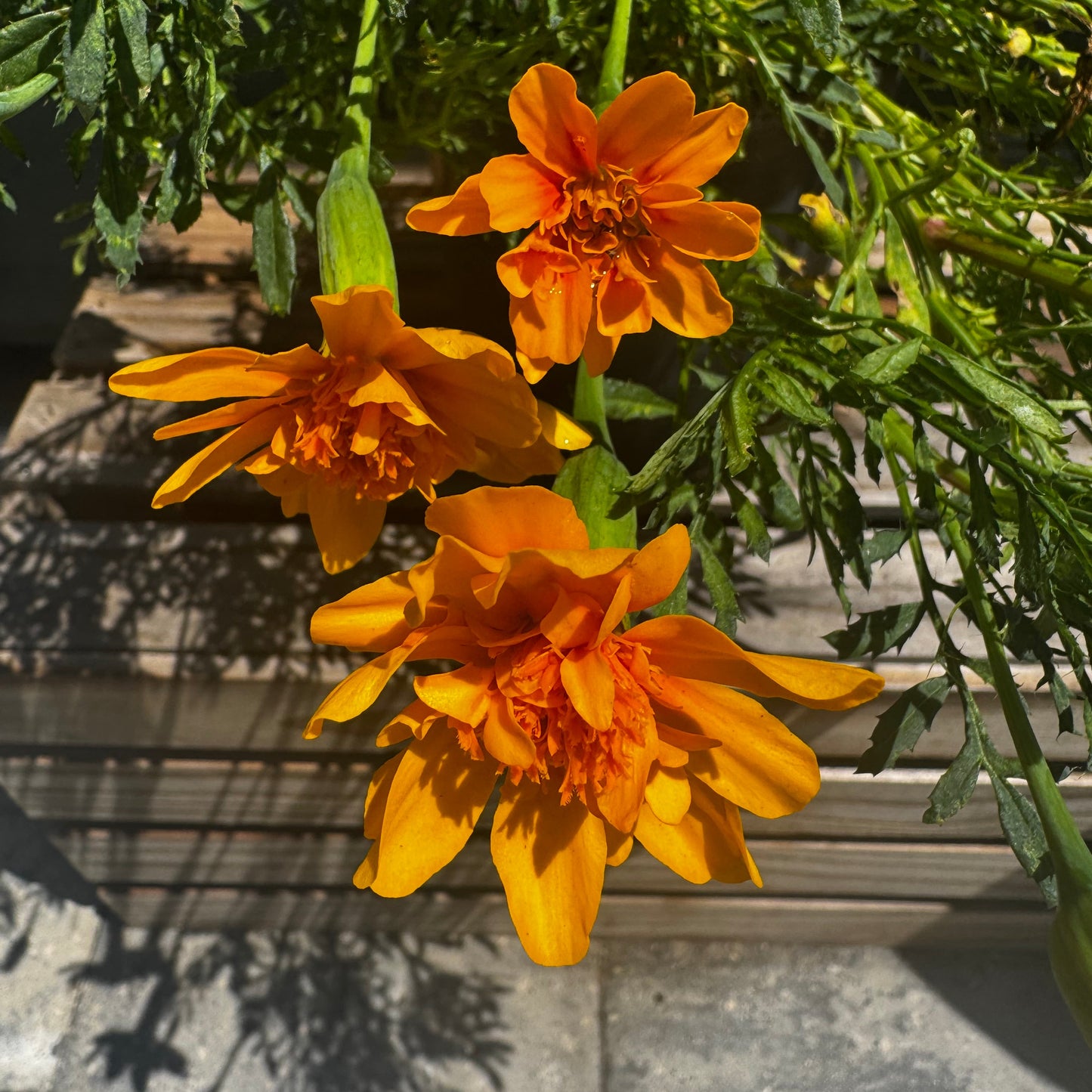 Marigolds