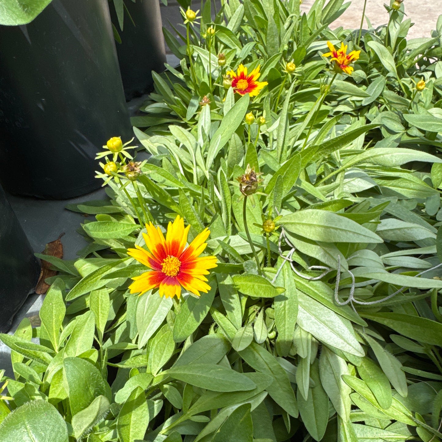 Coreopsis Tickseed