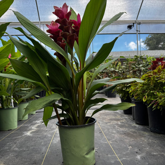 Curcuma Plant