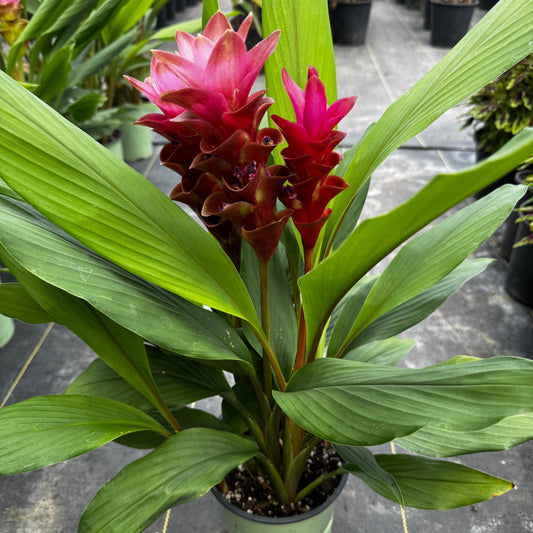 Curcuma Plant