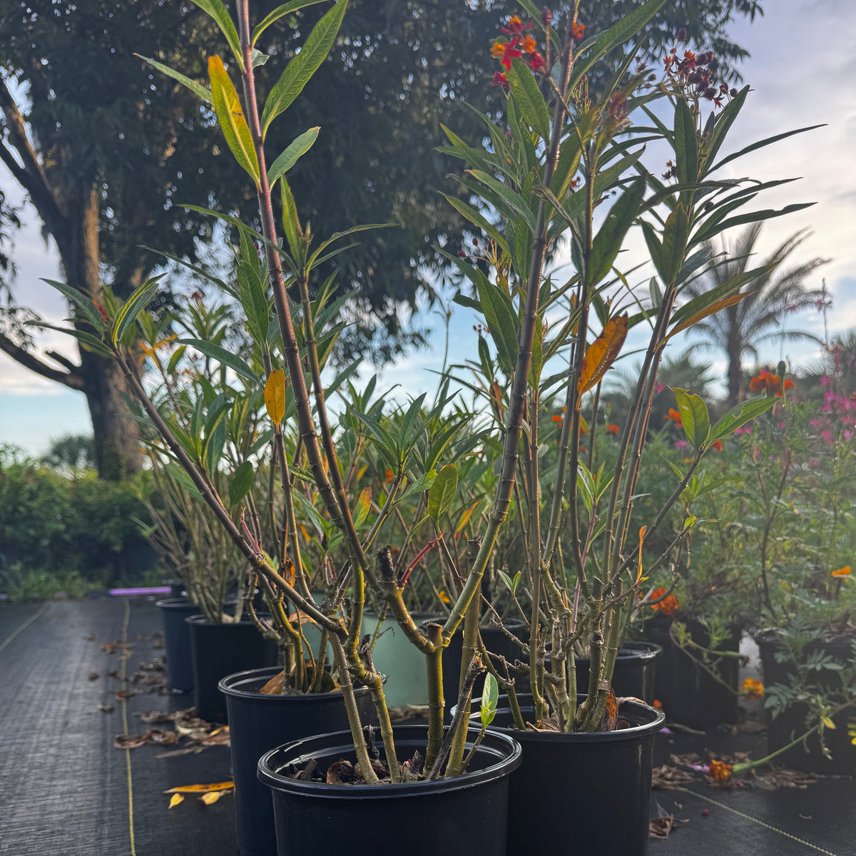 Milkweed Plant