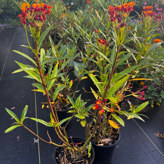 Milkweed Plant