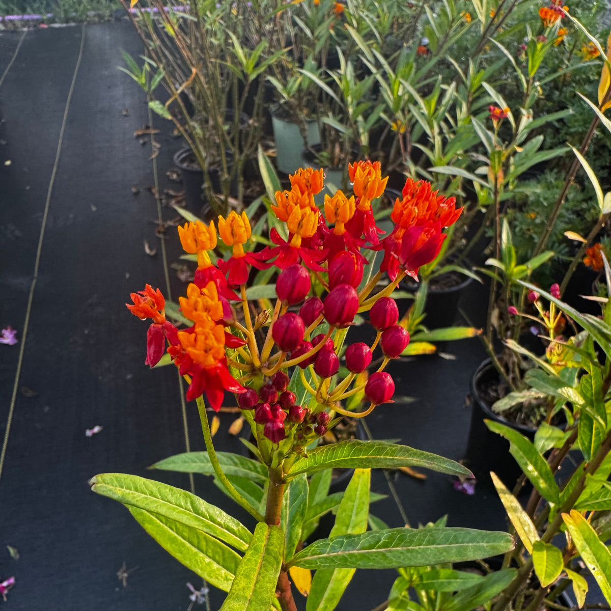 Milkweed Plant