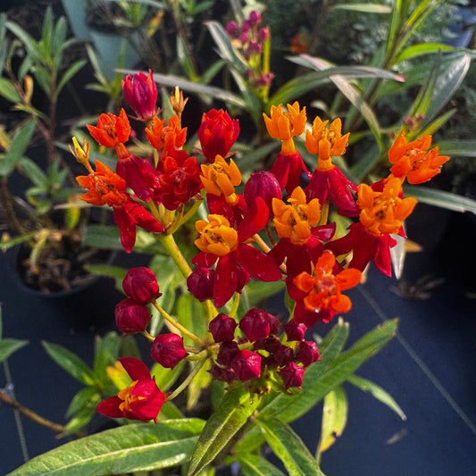 A close-up of a flowering plant with clusters of red and orange flowers, green leaves, and dark stems, photographed in a nursery or garden setting.
