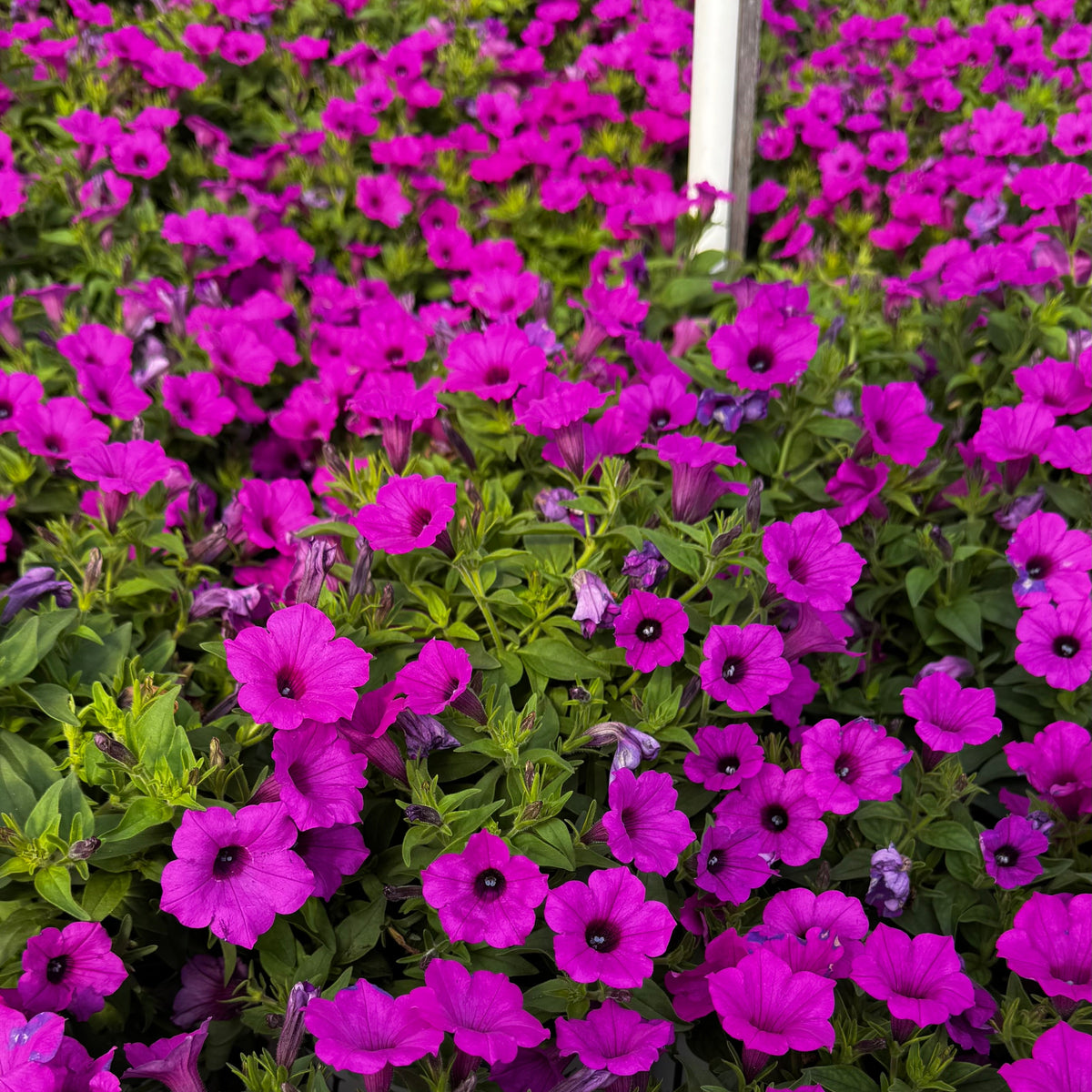 Supertunia Vista Jazzberry