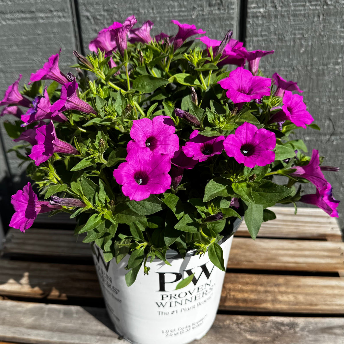 Supertunia Vista Jazzberry
