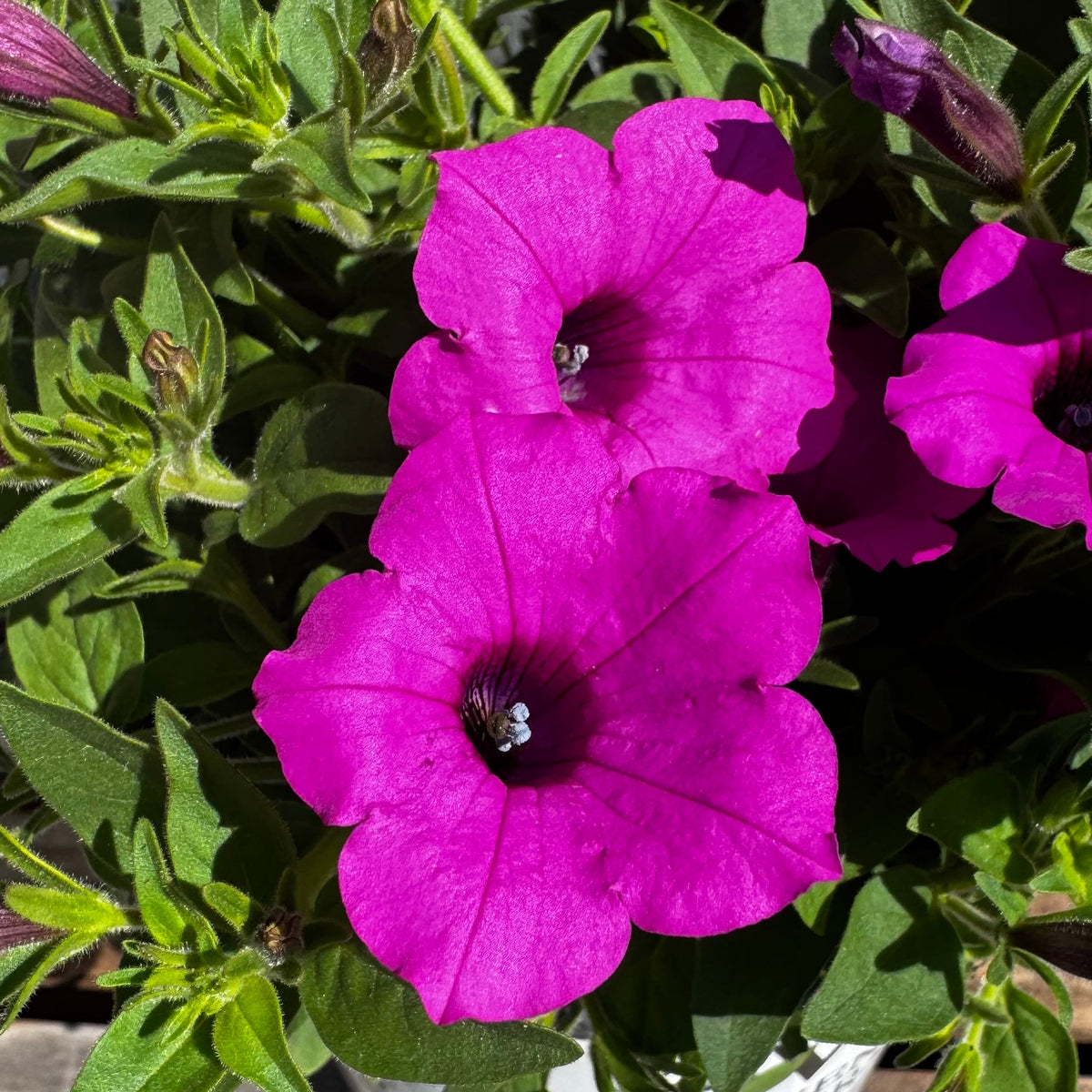 Supertunia Vista Jazzberry