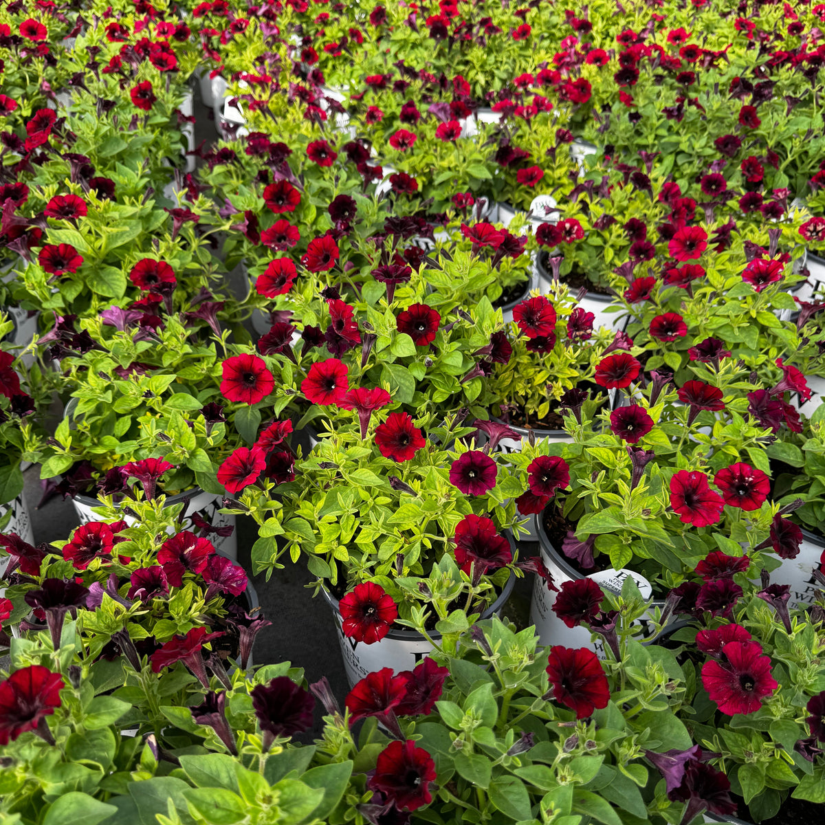 Supertunia Black Cherry