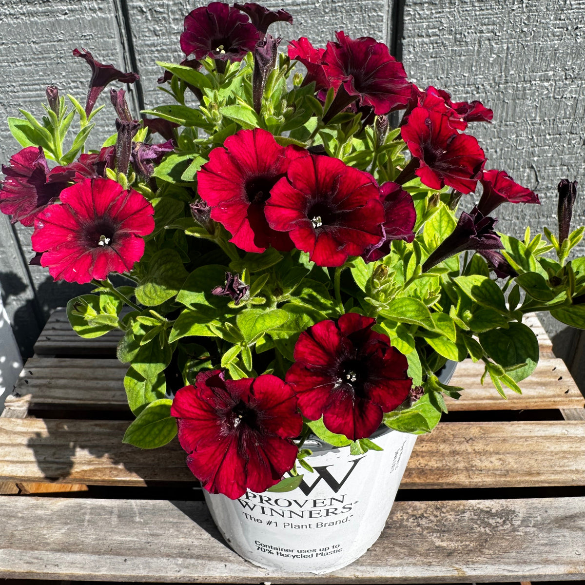 Supertunia Black Cherry