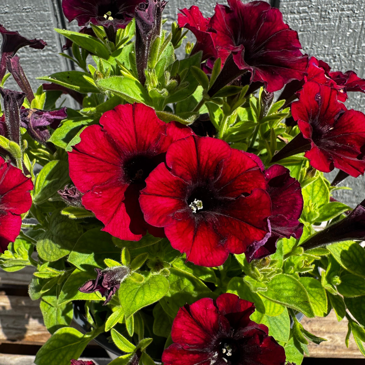 Supertunia Black Cherry