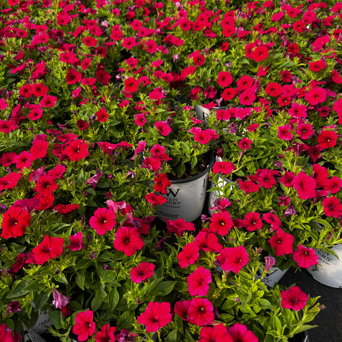 Supertunia Vista Paradise