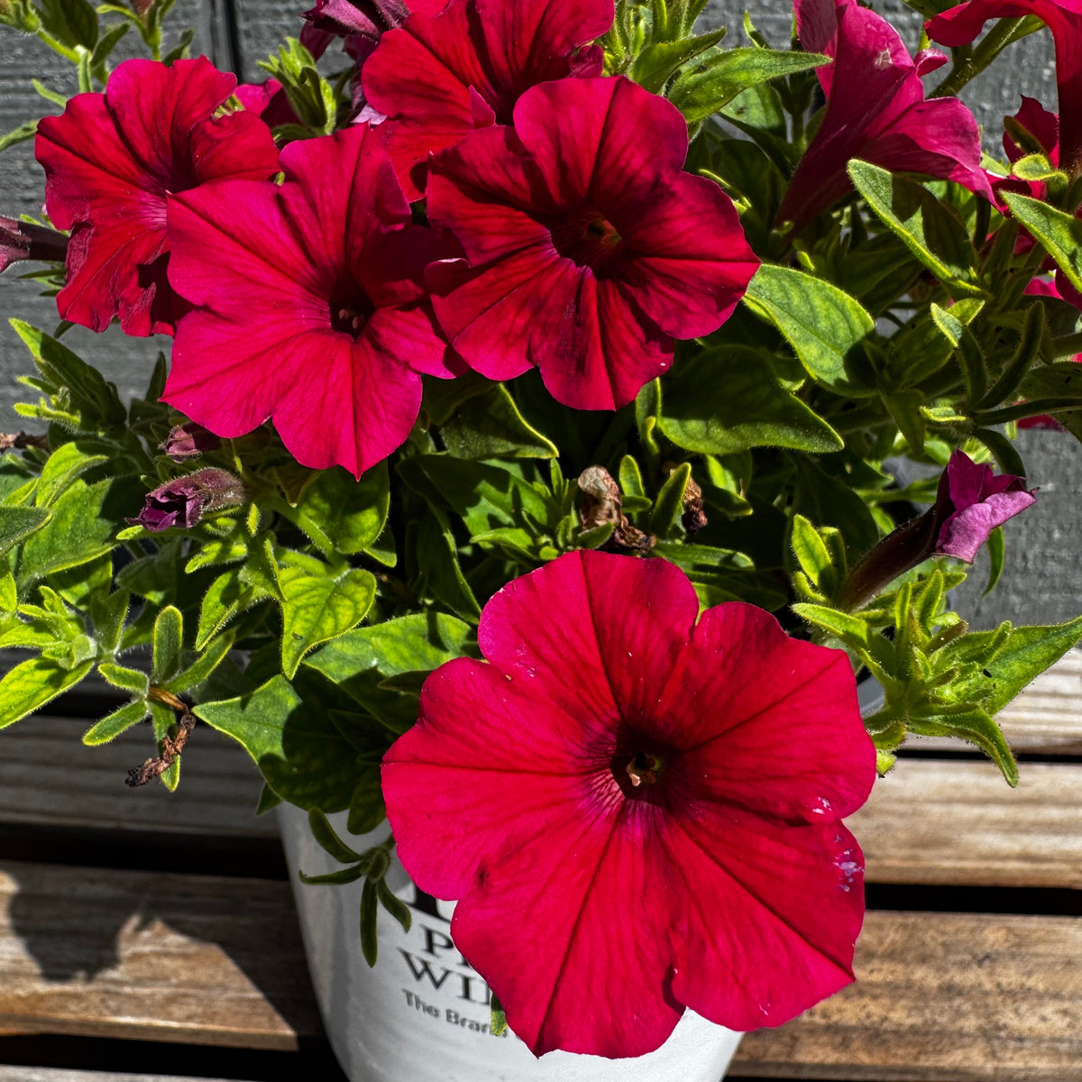 Supertunia Vista Paradise