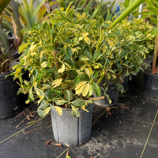 Schefflera arboricola