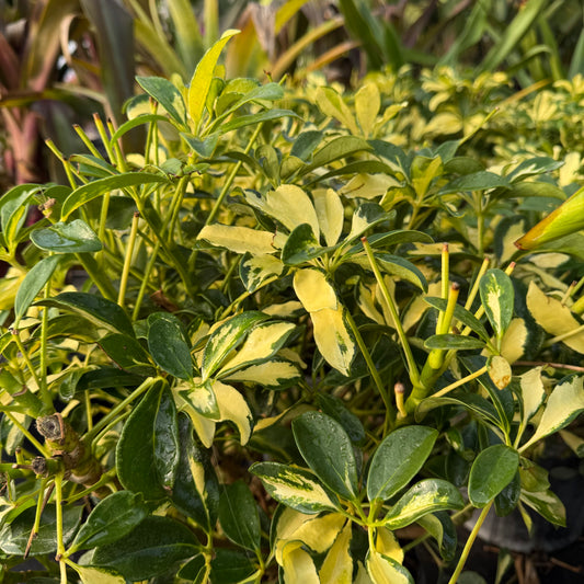 Schefflera arboricola