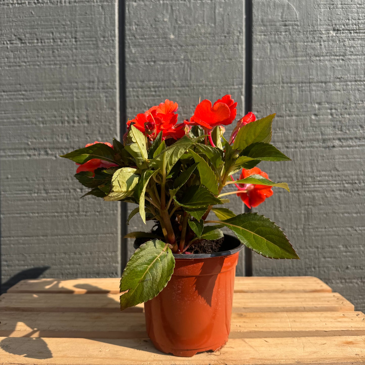 Impatiens Sunpatiens