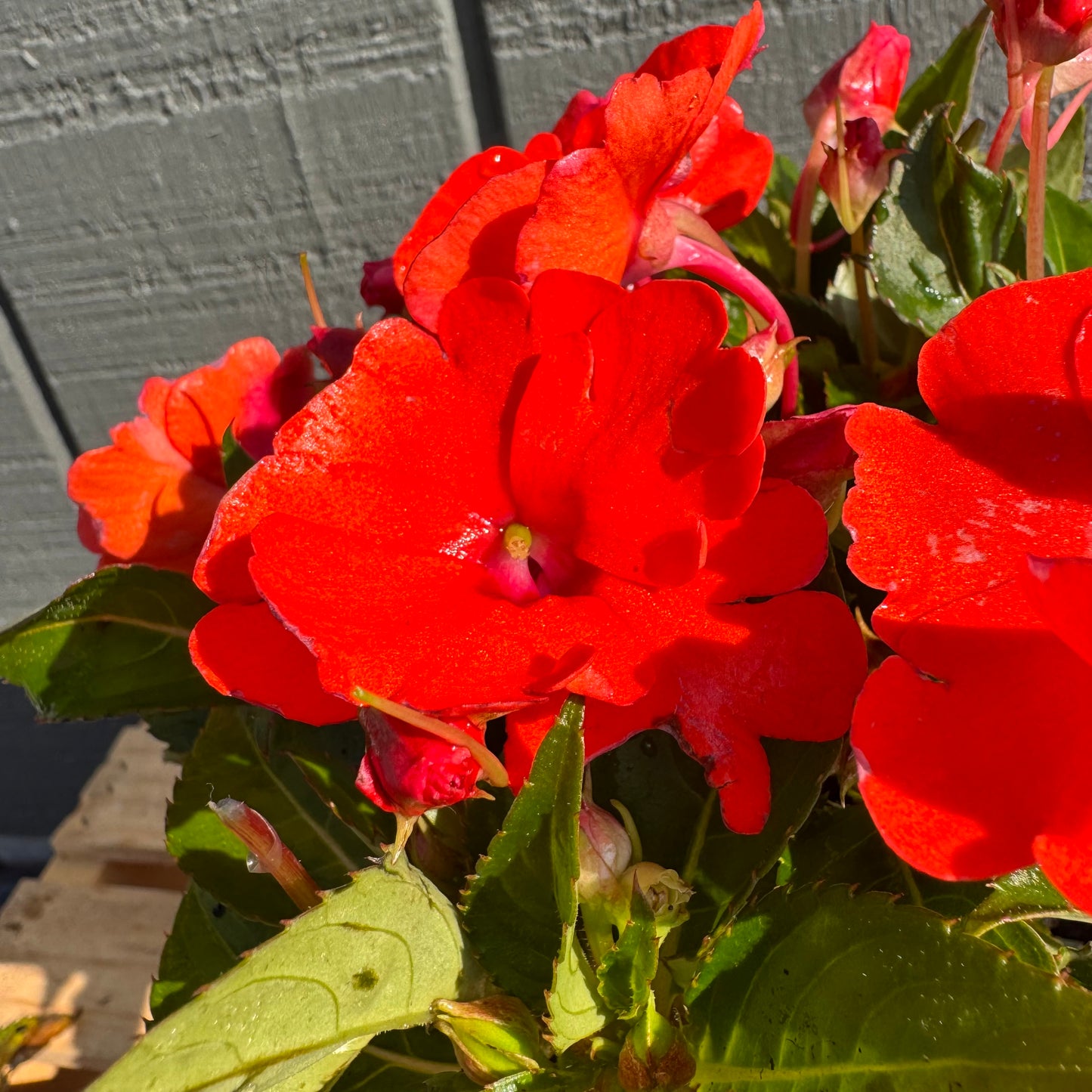 Impatiens Sunpatiens